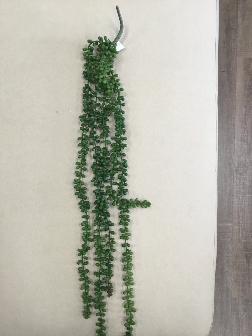 Hanging Pearl Succulent