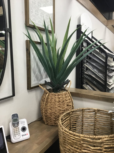 Aloe in Woven Seagrass Pot