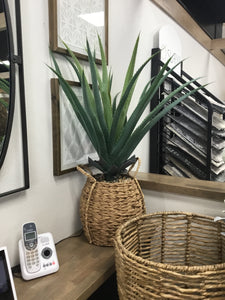 Aloe in Woven Seagrass Pot