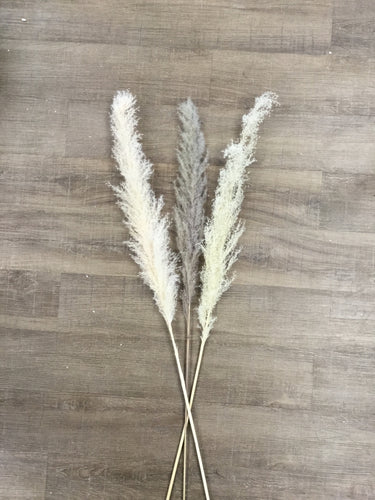 Pampas Grass Large Stem