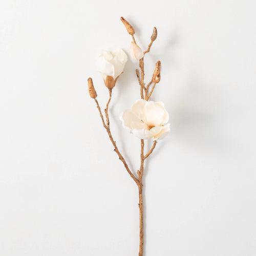 Cream Magnolia Blooming Branch