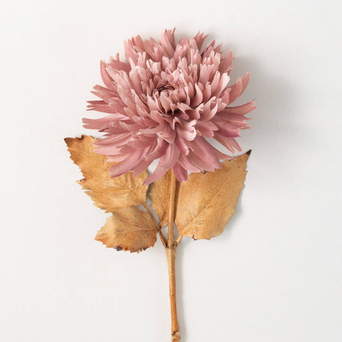 Pink Dahlia Stem