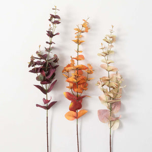 Eucalyptus Stem